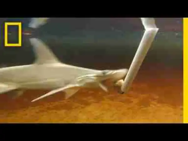 Video: Plant-Eating Sharks Actually Exist? | National Geographic